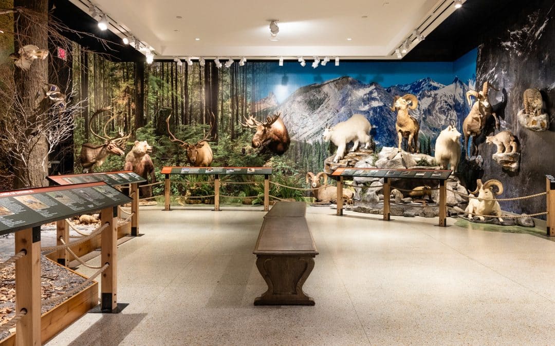 Animal Habitats Gallery